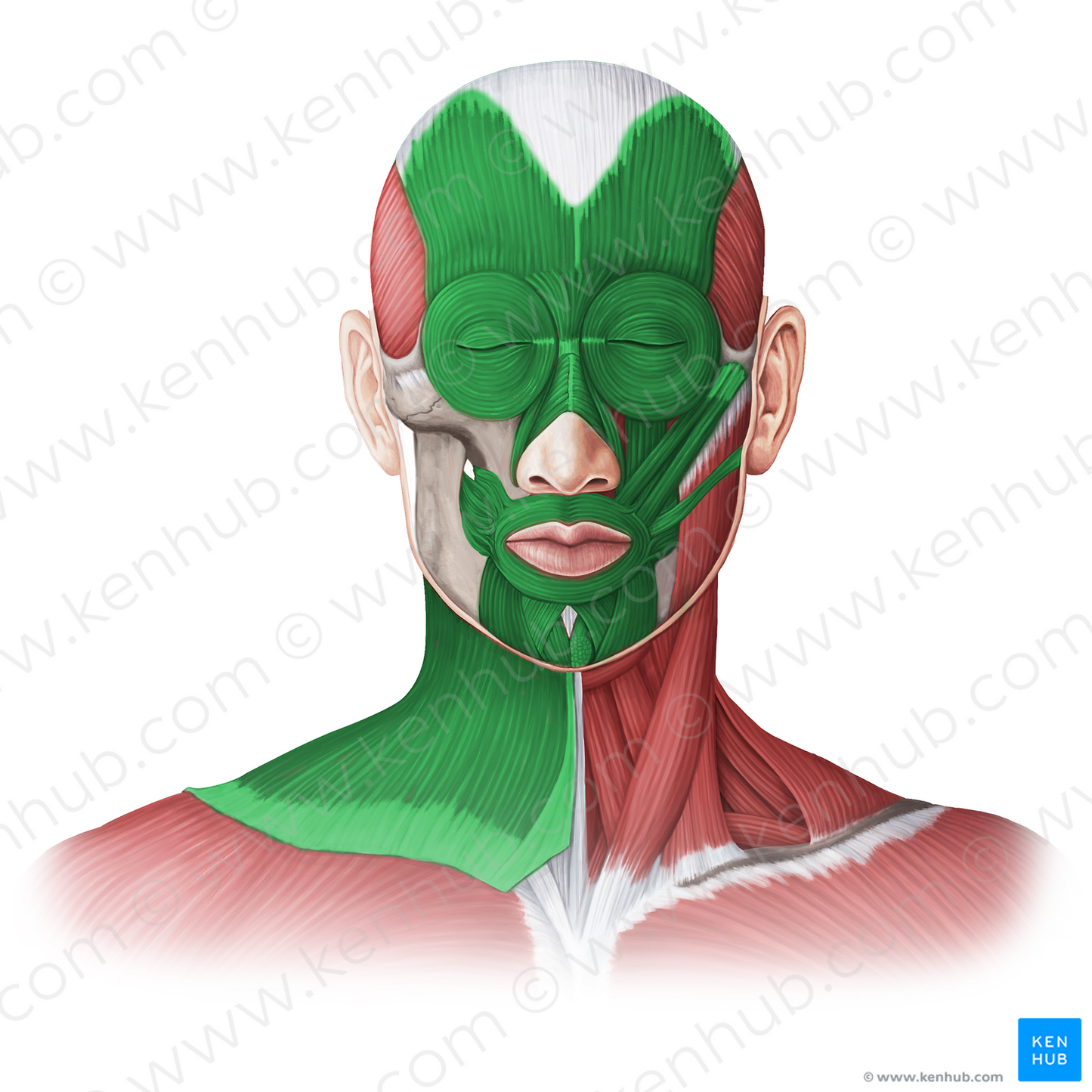 Muscles of facial expression (#20076)