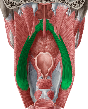 Palatopharyngeus muscle (#5703)