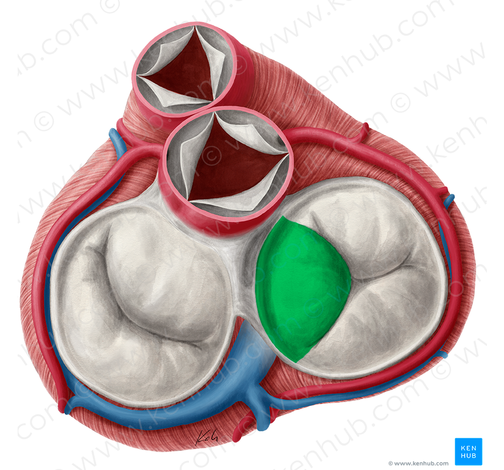 Septal leaflet of right atrioventricular valve (#3187)