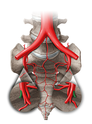 Umbilical artery (#14056)
