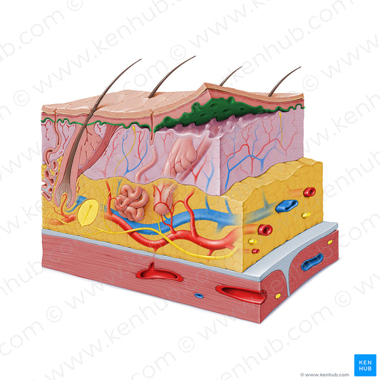 Stratum basale of epidermis (#9160)