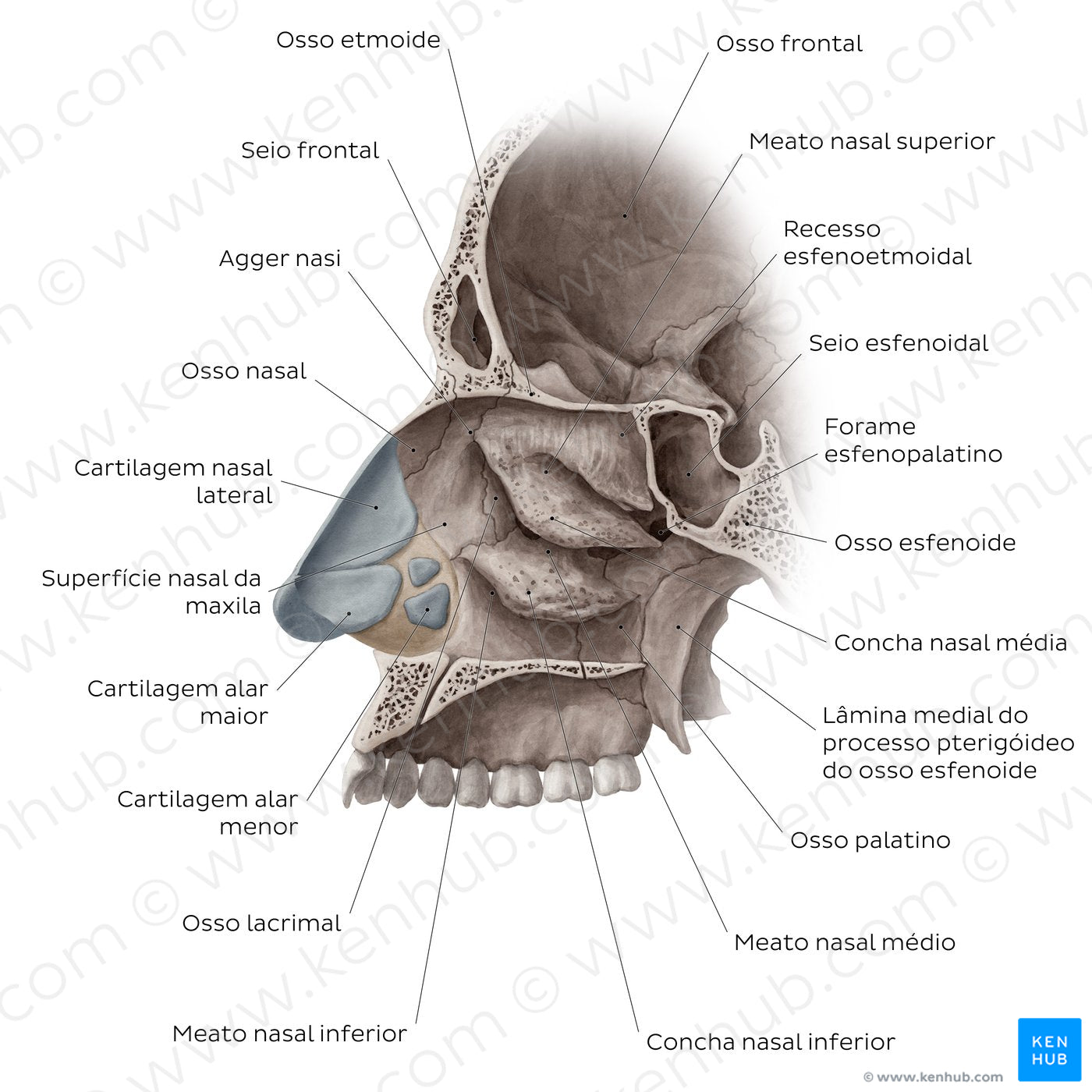 Lateral wall of the nasal cavity (Portuguese)