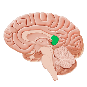 Splenium of corpus callosum (#21175)