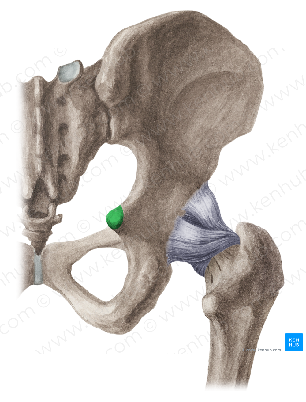 Ischial spine (#9103)