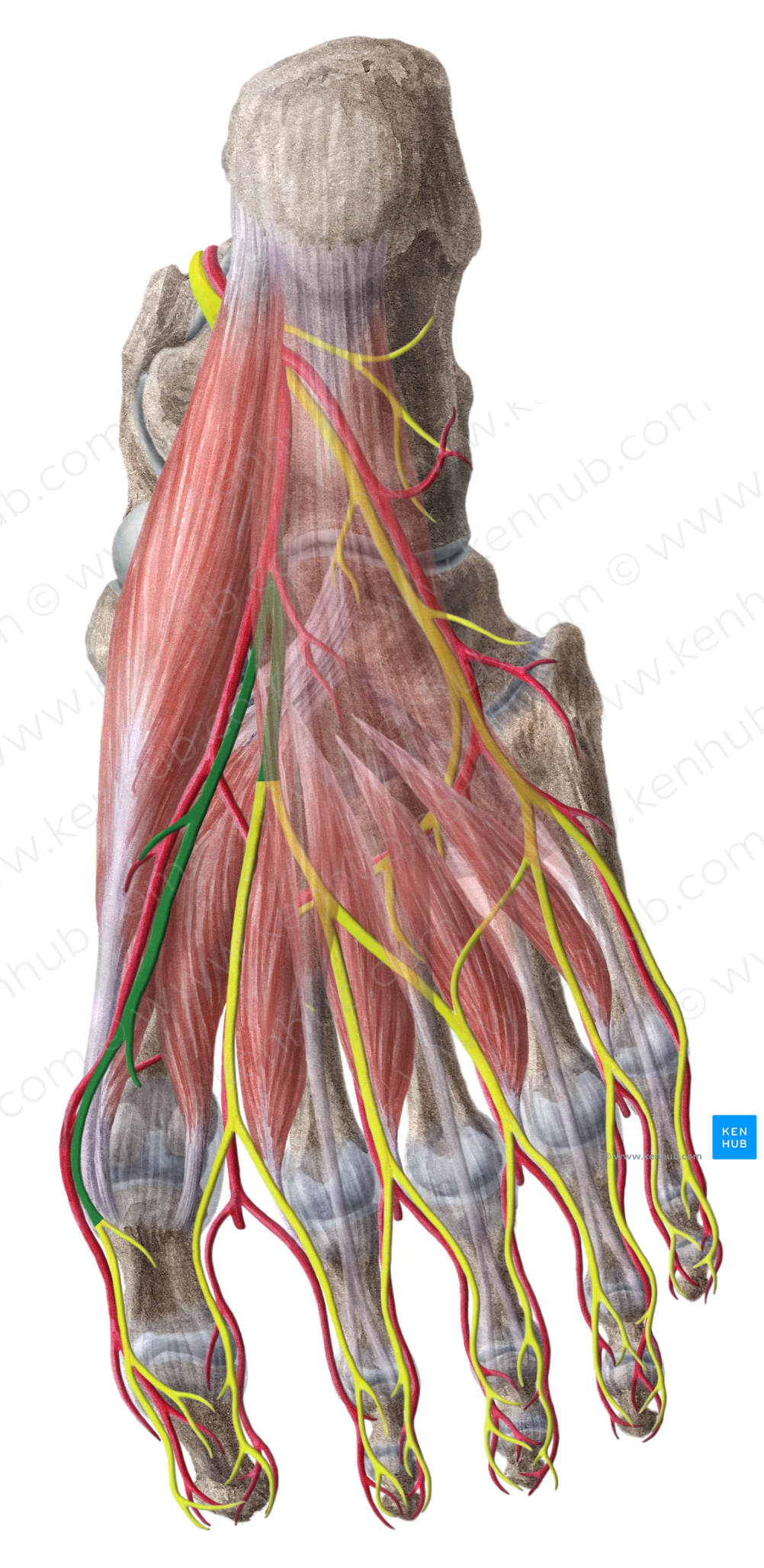 Medial plantar nerve (#6698)