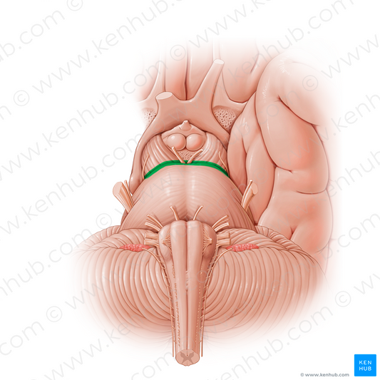 Pontomesencephalic sulcus (#21197)