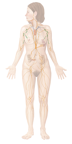 Axillary lymph nodes (#6955)