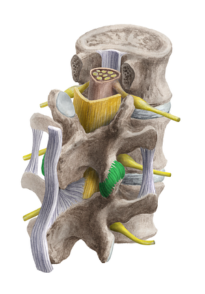 Articular capsule of zygapophyseal joint (#2355)