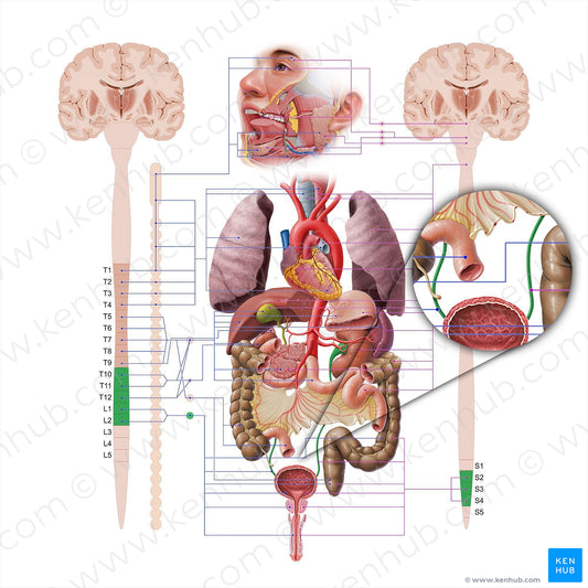 Ureter (#18592)