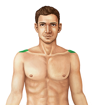 Acromioclavicular joint (#1997)