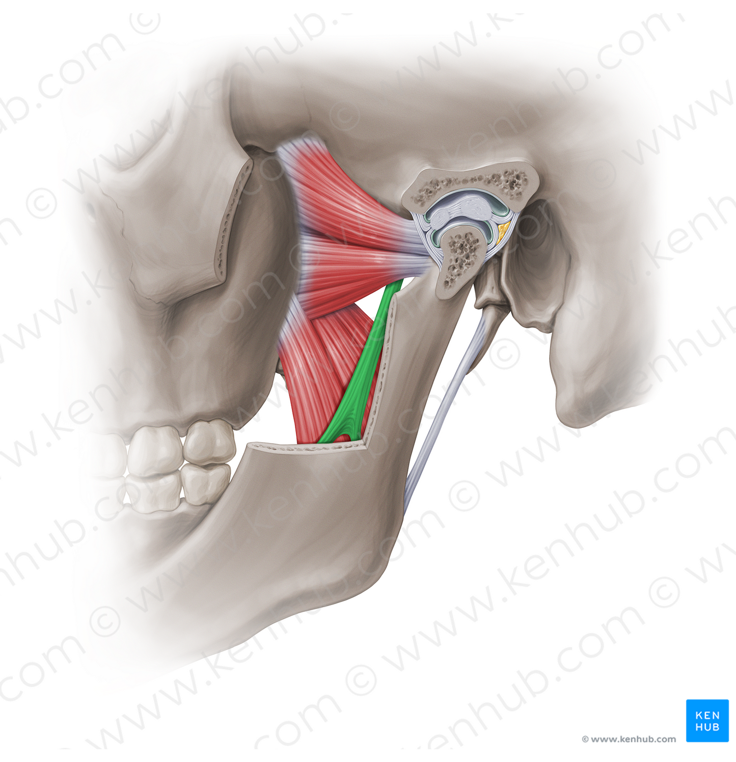 Sphenomandibular ligament (#18961)