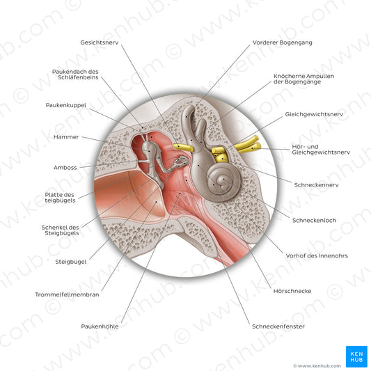 Middle ear: coronal section (German)