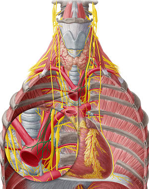 Thoracic aortic plexus (#7945)