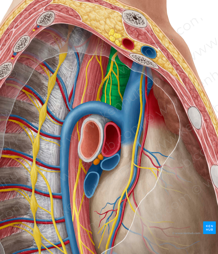 Trachea (#9515)