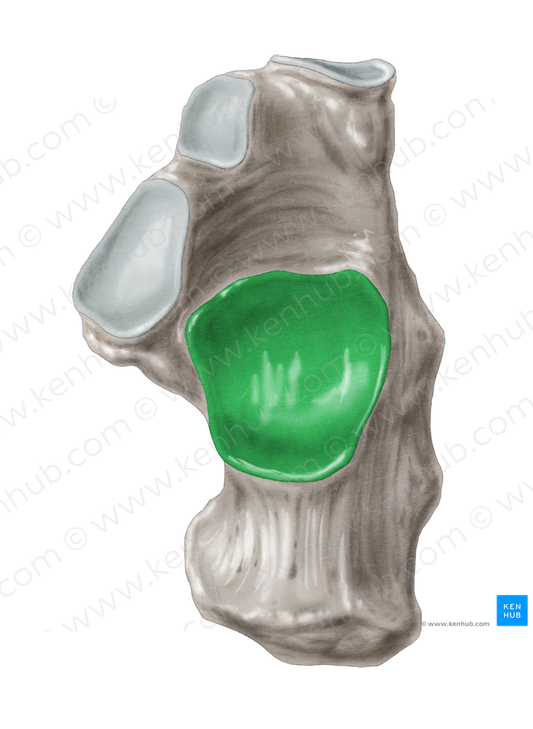 Posterior talar articular surface of calcaneus (#3479)