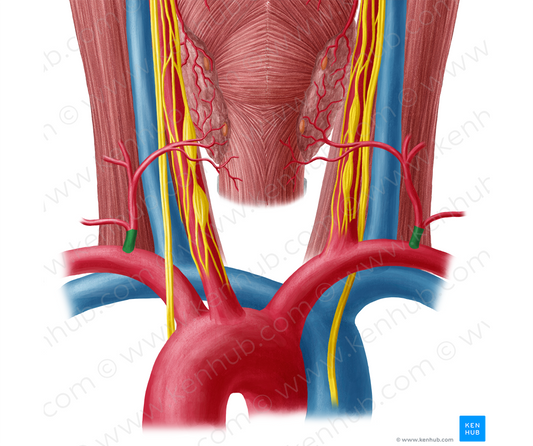 Thyrocervical trunk (#9660)