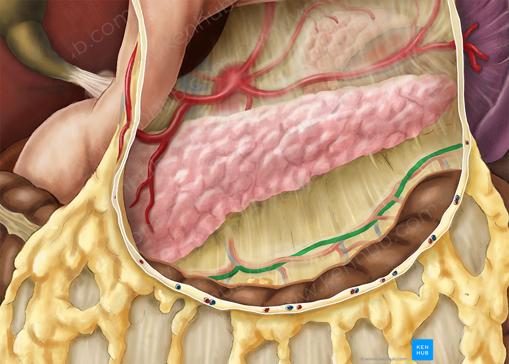 Middle colic vein (#10116)