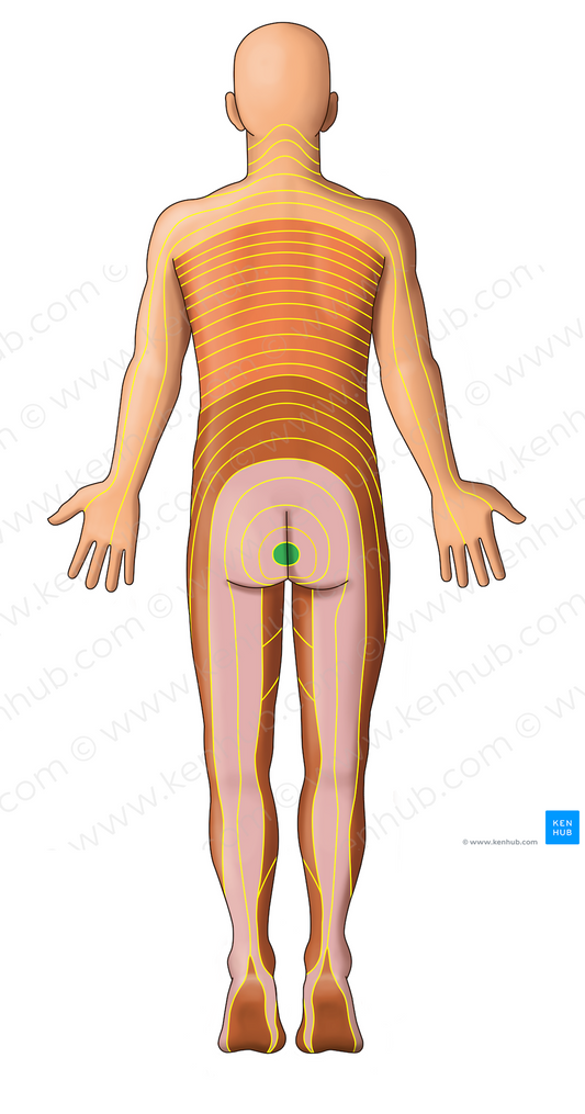 S5 dermatome (#13083)