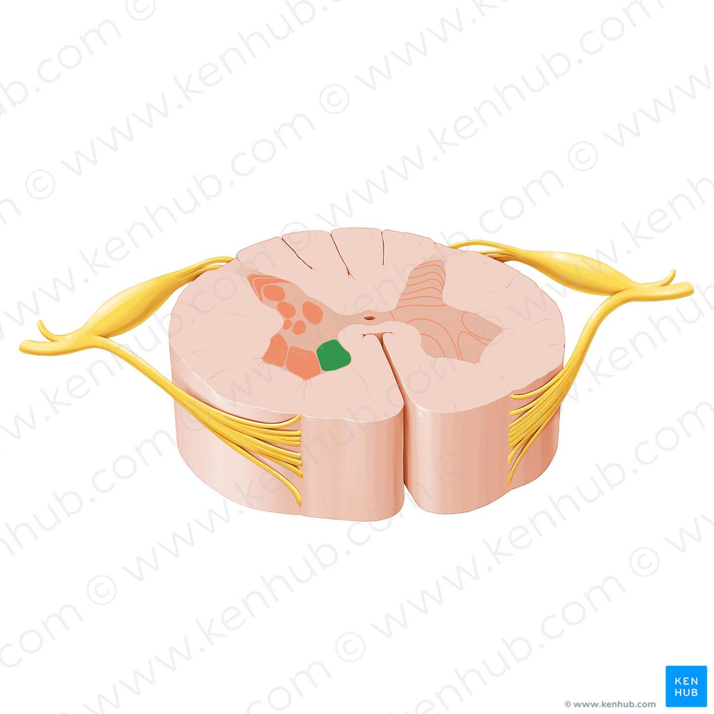 Medial motor nuclei of spinal nerves (#12053)