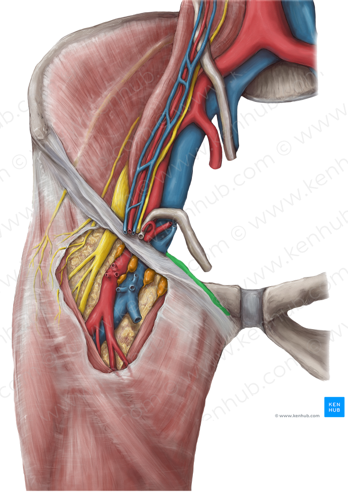 Pectineal ligament (#4592)