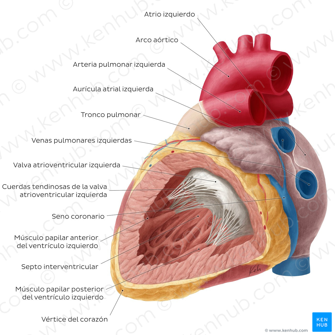 Heart: Left ventricle (Spanish)