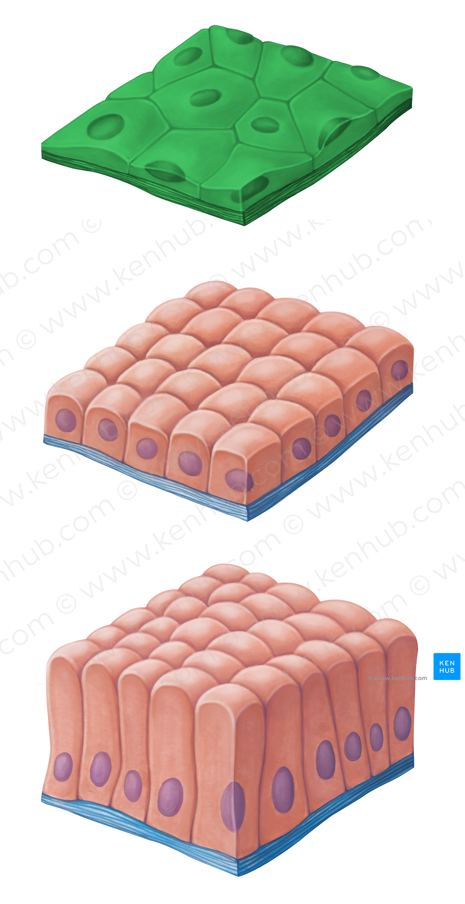 Simple squamous epithelium (#14467)