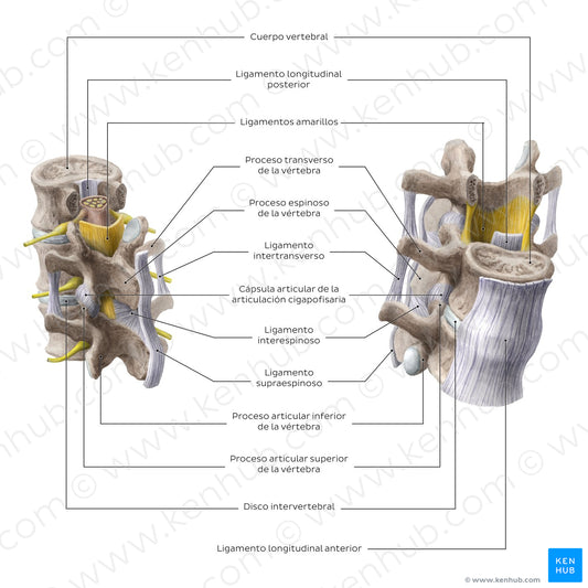 Joints and ligaments of the vertebral bodies and arches (Spanish)