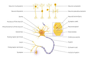 Neurons: Structure and types (Latin)