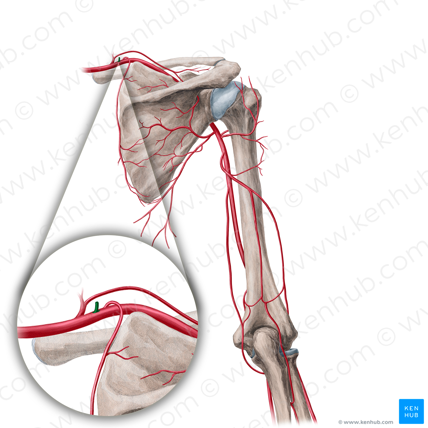 Costocervical trunk (#21697)