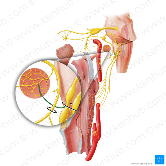 Tympanic nerve (#21642)