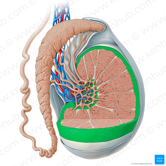 Tunica albuginea of testis (#13525)