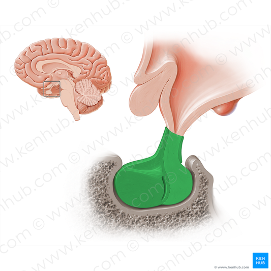 Pituitary gland (#18220)