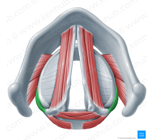 Lateral cricoarytenoid muscle (#18314)