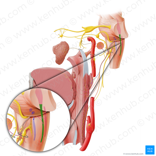 Spinal nucleus and tract of trigeminal nerve (#7202)