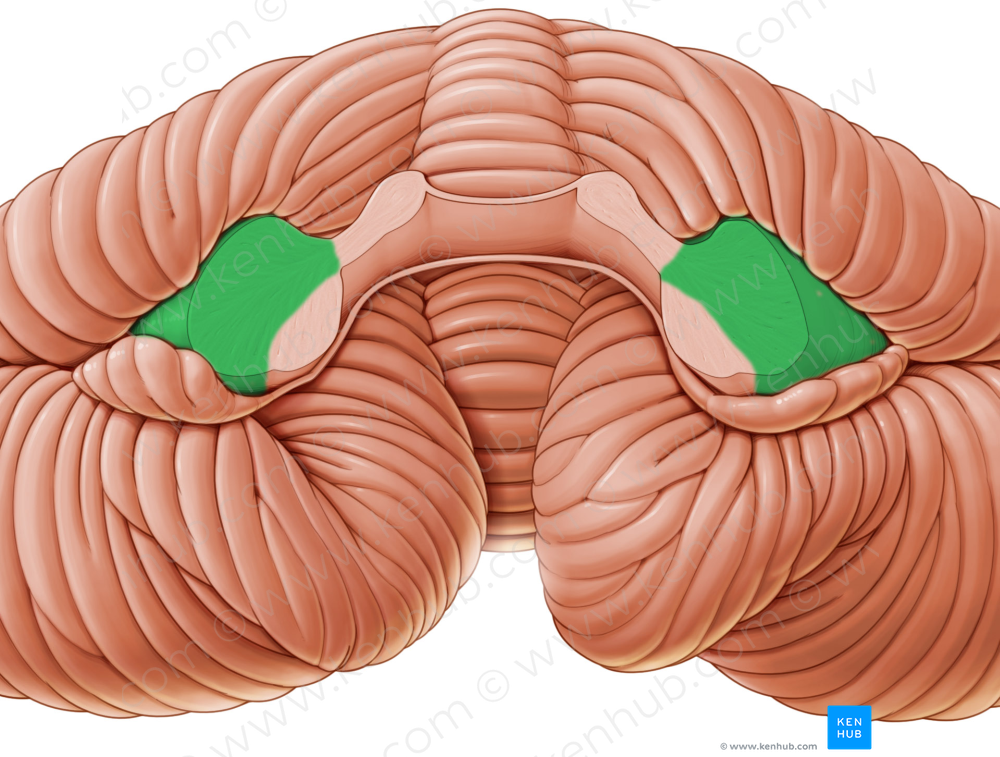 Middle cerebellar peduncle (#7829)