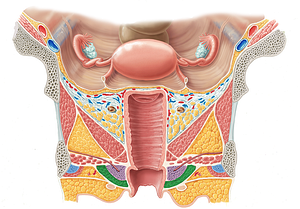 Bulbospongiosus muscle (female) (#5253)