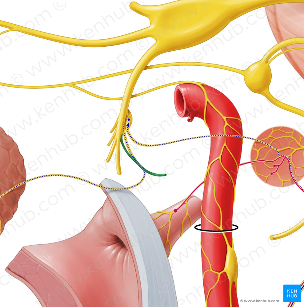 Auriculotemporal nerve (#6337)