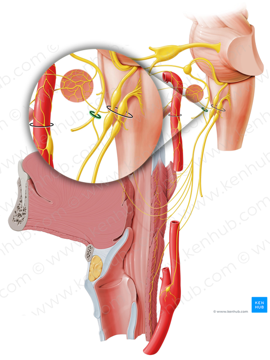 Stylomastoid foramen (#3809)