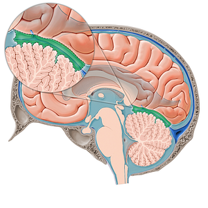 Superior cerebellar cistern (#21419)