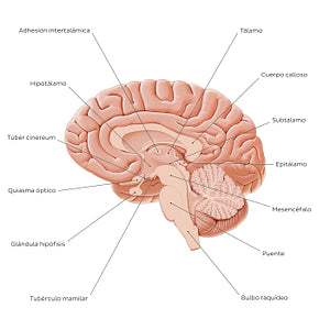 Overview of diencephalon (Spanish)