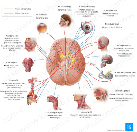 12 cranial nerves (diagram) (Spanish)