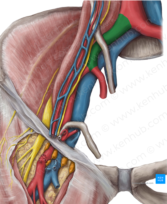 Common iliac artery (#1367)