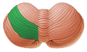 Posterior quadrangular lobule of cerebellum (#4771)