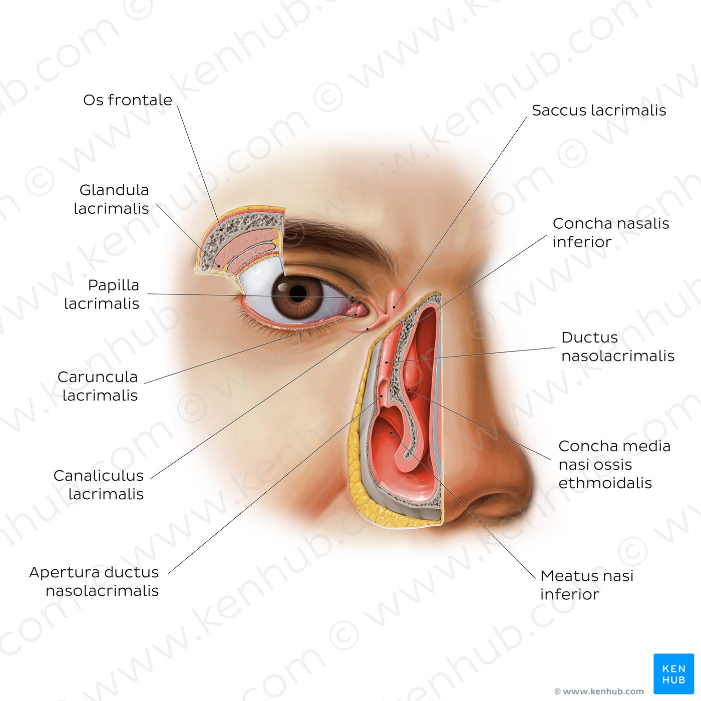 Lacrimal apparatus (Latin)