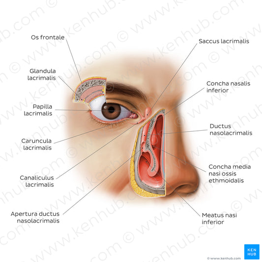 Lacrimal apparatus (Latin)