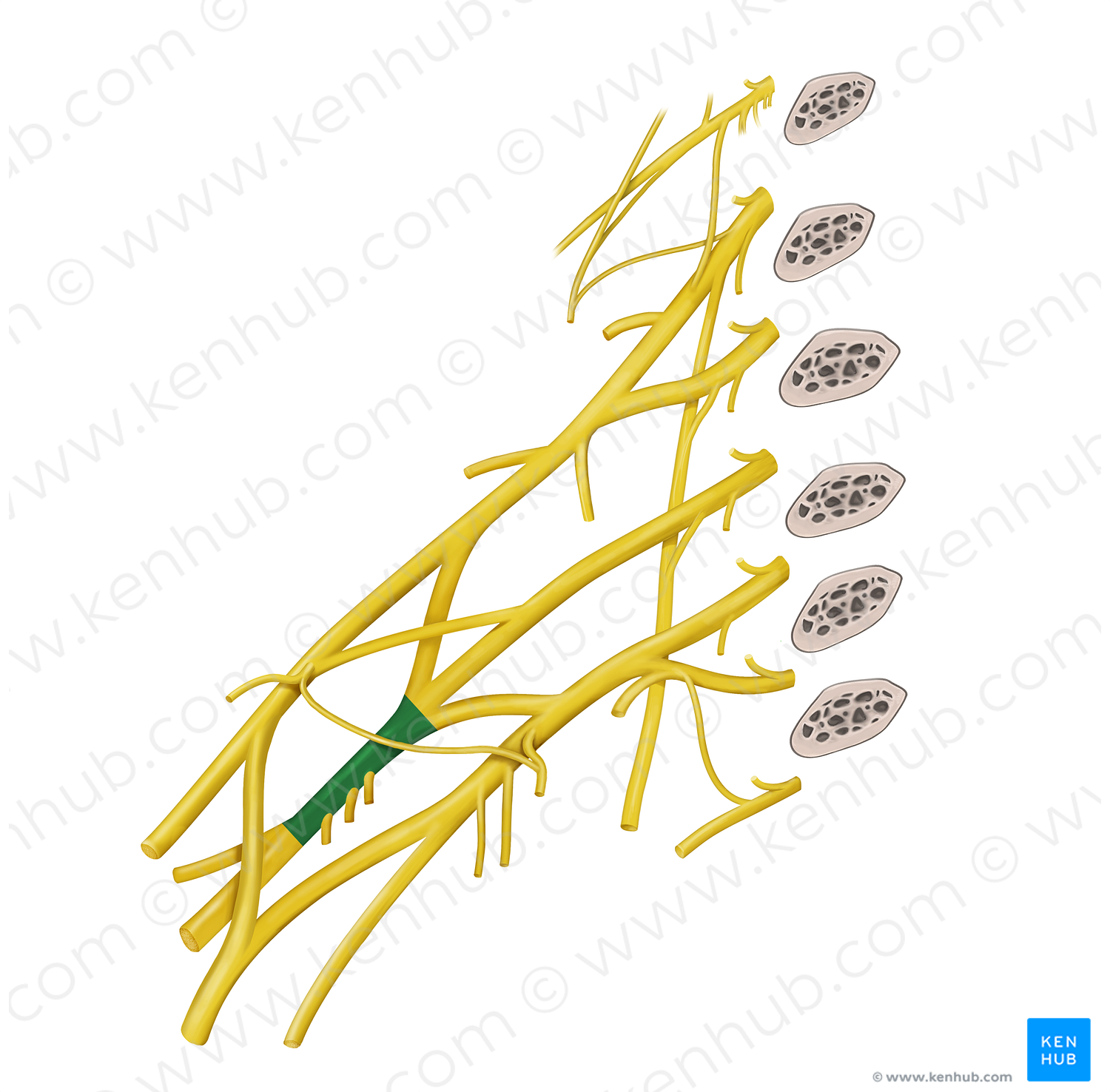 Posterior cord of brachial plexus (#3614)