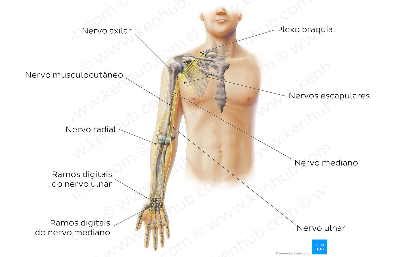 Main nerves of the upper limb - anterior (Portuguese)