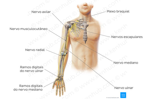 Main nerves of the upper limb - anterior (Portuguese)