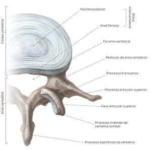 Typical lumbar vertebra (Portuguese)