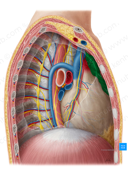 Thymus (#9449)